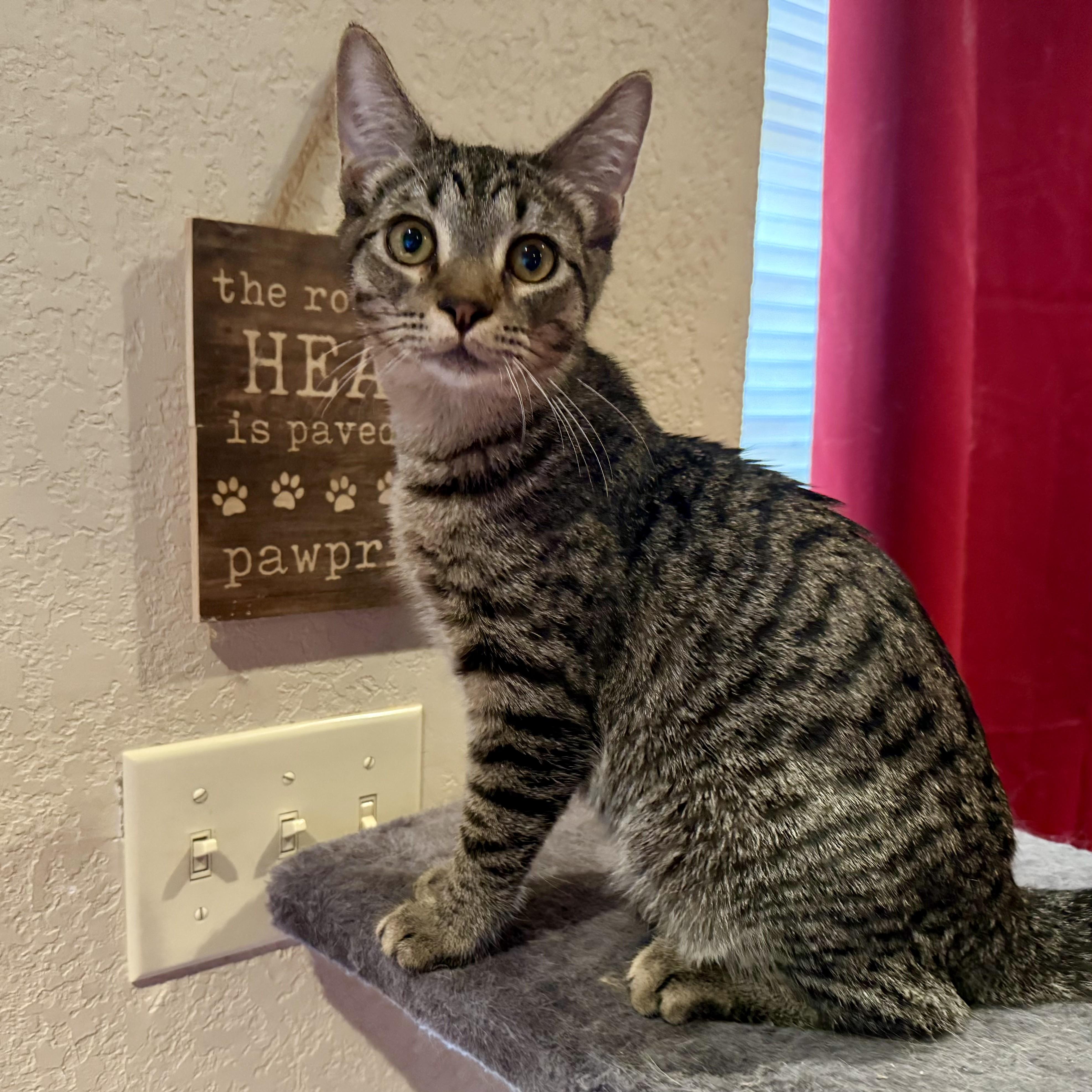 Enlarge Sully Erna, a Adoptable mixed breed in Tulsa, OK image 4/5