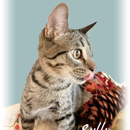 Enlarge Sully Erna, a Adoptable mixed breed in Tulsa, OK image 3/5