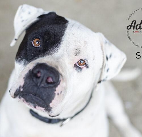Spot, Adoptable, Adult Male American Staffordshire Terrier.