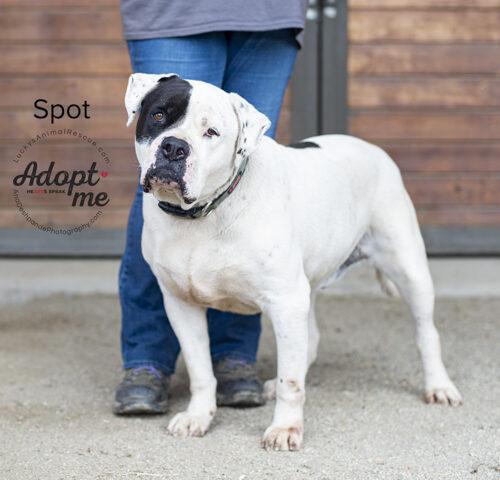 Spot, a Adoptable American Staffordshire Terrier in Bakersfield, CA image 2/4