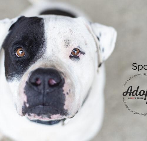 Spot, a Adoptable American Staffordshire Terrier in Bakersfield, CA image 3/4