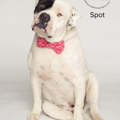 Spot, a Adoptable American Staffordshire Terrier in Bakersfield, CA image 4/4