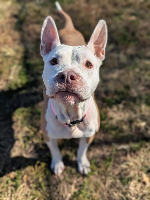 Enlarge Strawberry Gusher - In Foster, a Adoptable mixed breed in Richmond, VA image 4/6