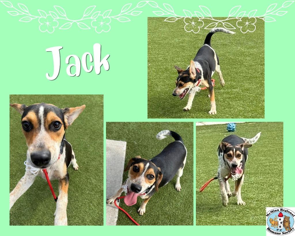 Enlarge Jack, a Adoptable mixed breed in Athens, TN image 2/3