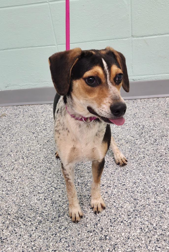 Enlarge Jack, a Adoptable mixed breed in Athens, TN image 3/3