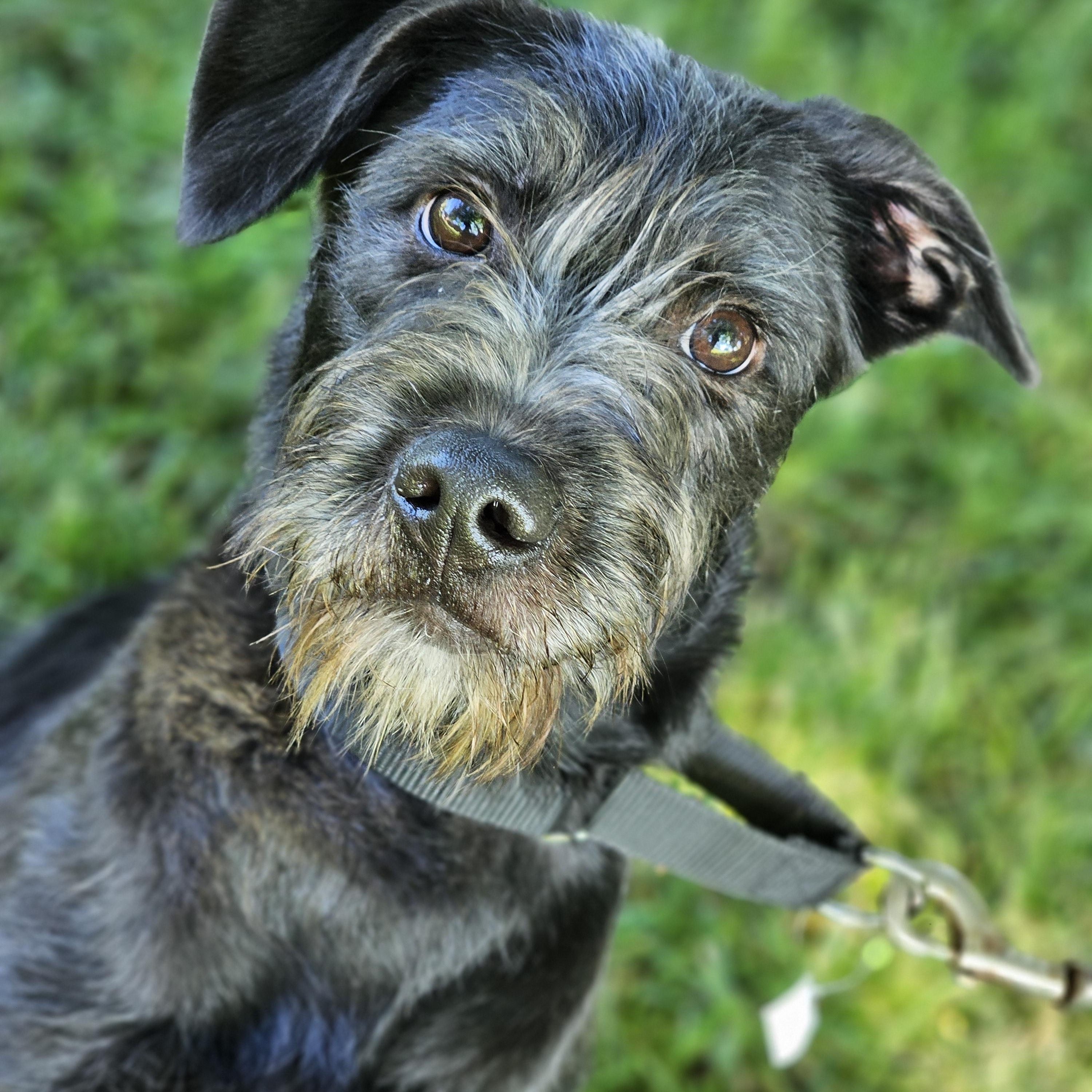 Nala, ADOPTABLE, Young Female Schnoodle.