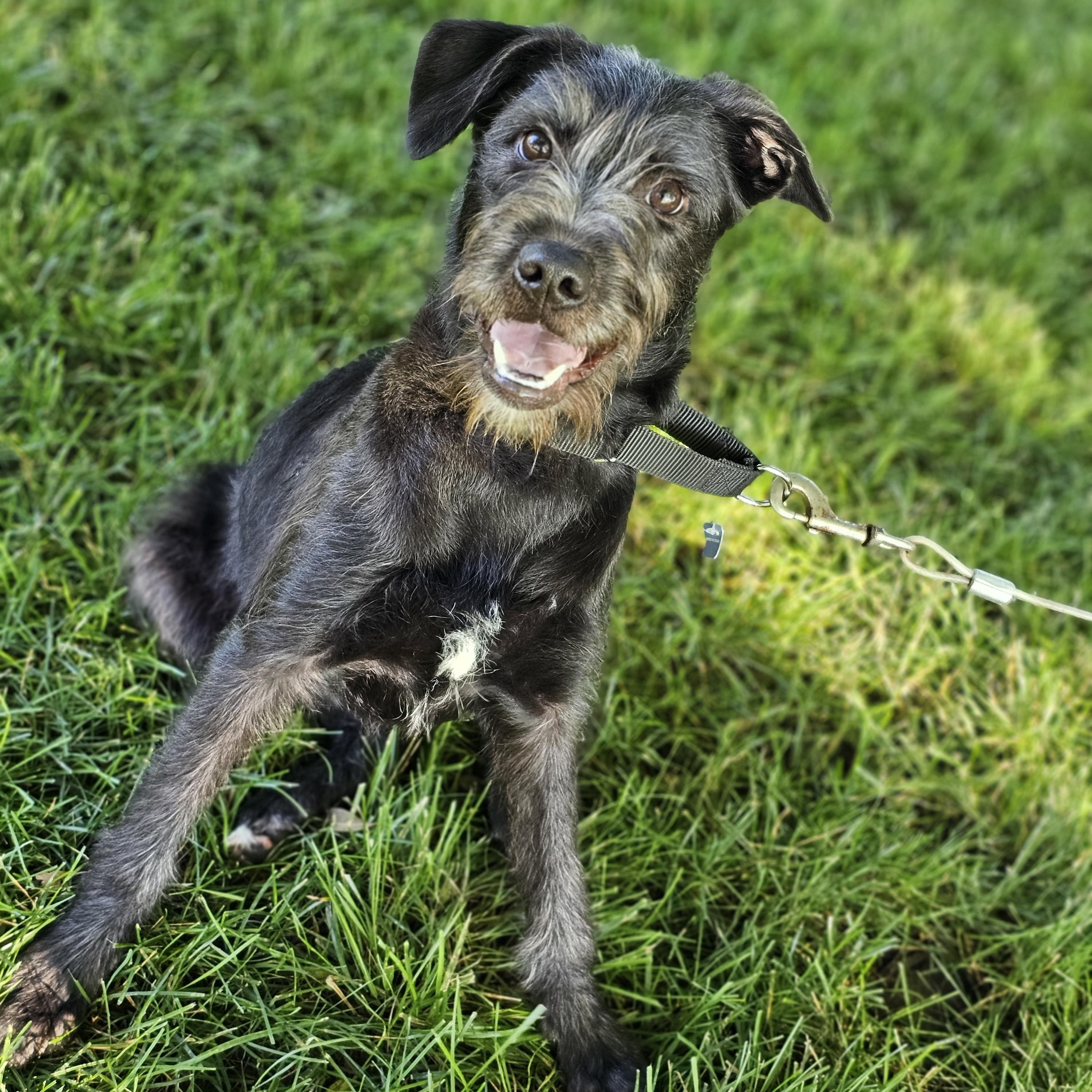 Nala, a ADOPTABLE mixed breed in O Fallon, IL image 4/6