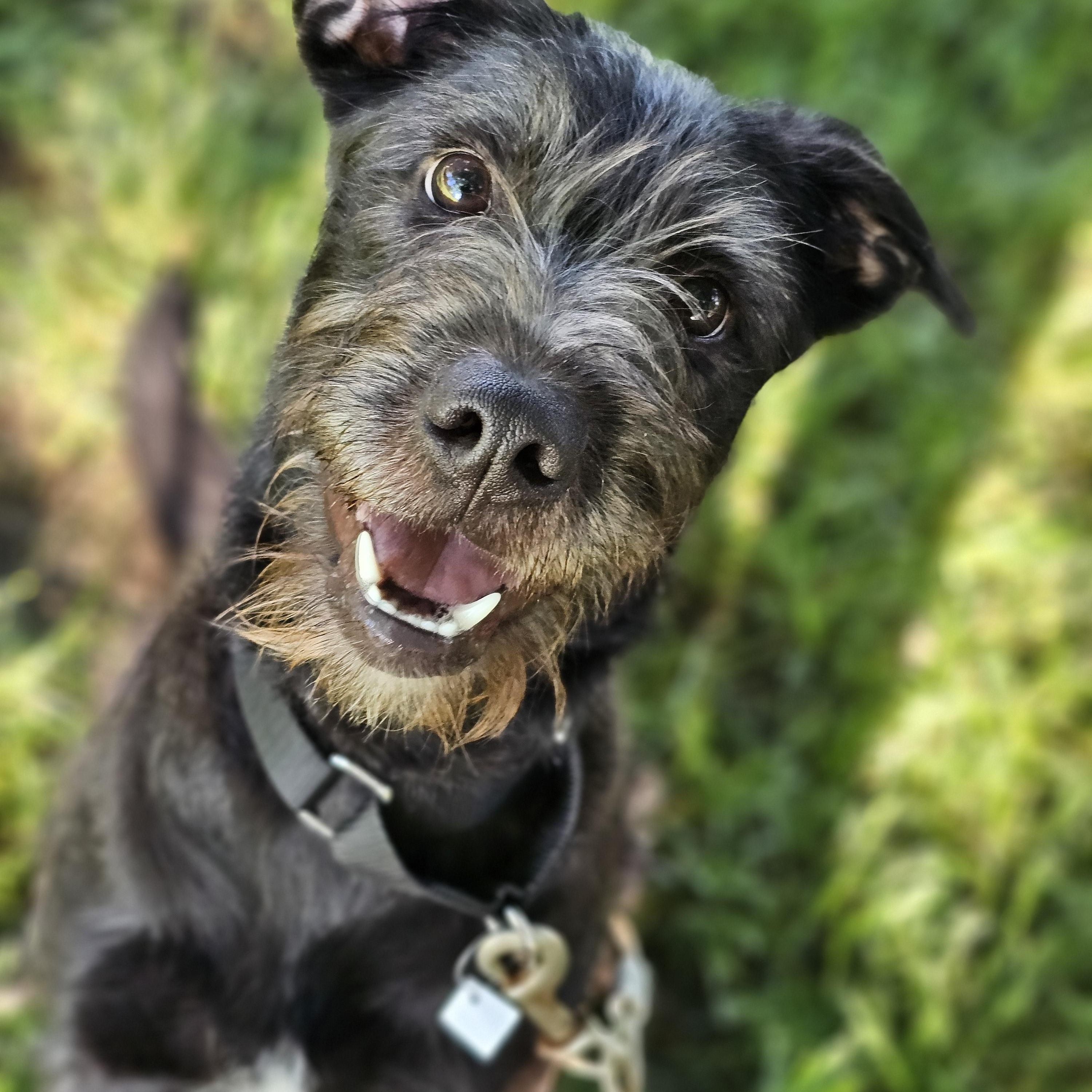 Nala, a ADOPTABLE mixed breed in O Fallon, IL image 5/6