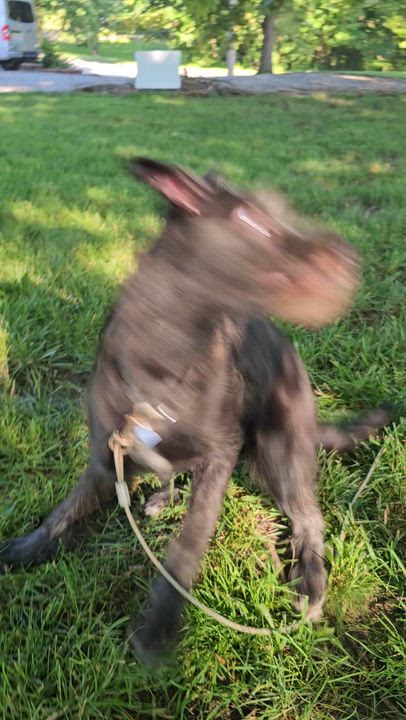 Enlarge Nala, a ADOPTABLE mixed breed in O Fallon, IL video 6/6