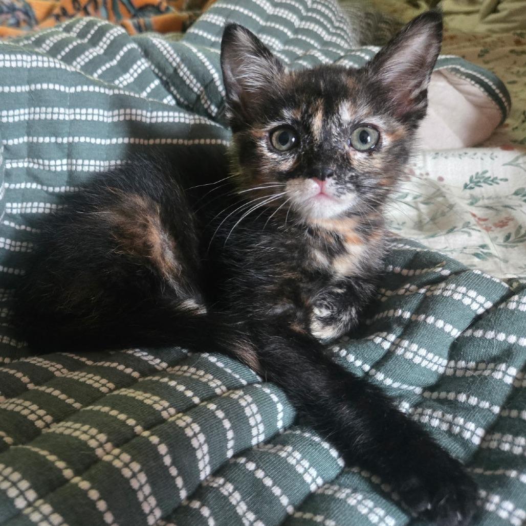 Pigeon, a Adoptable Domestic Short Hair in Starkville, MS image 2/4