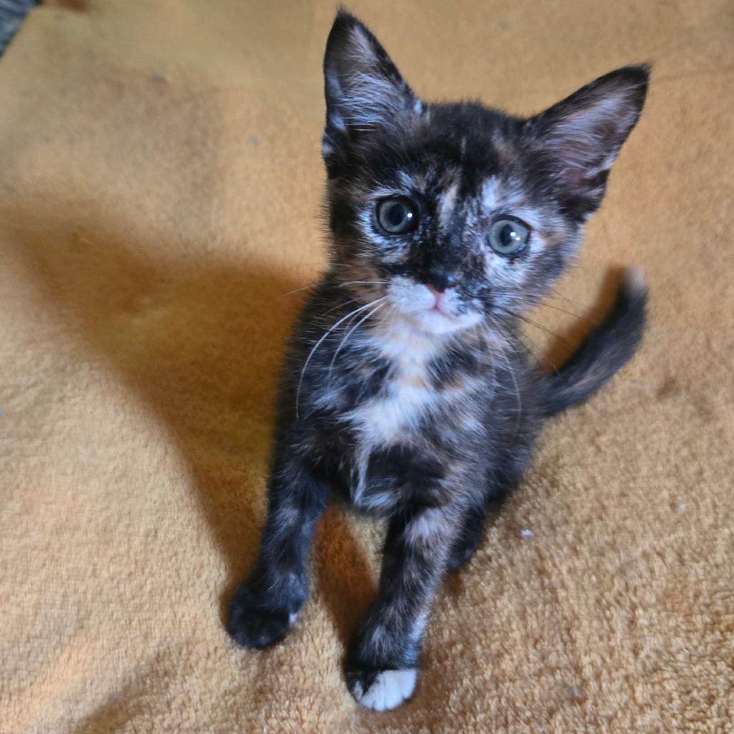 Pigeon, a Adoptable Domestic Short Hair in Starkville, MS image 3/4