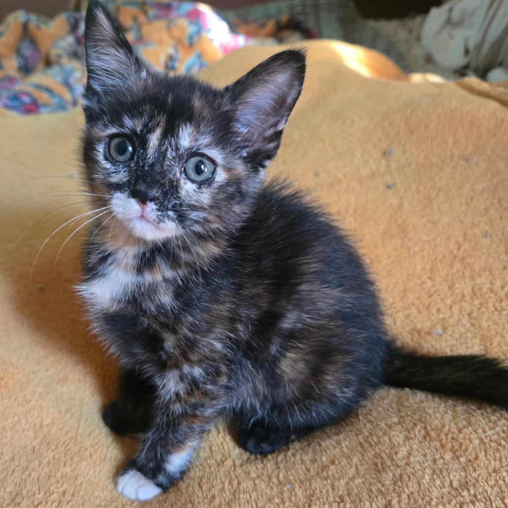Pigeon, a Adoptable Domestic Short Hair in Starkville, MS image 4/4