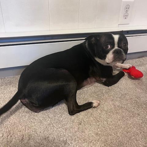 Callie, Adoptable, Adult Female Boston Terrier & Pug.
