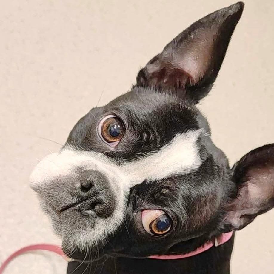 Callie — thumbnail 2