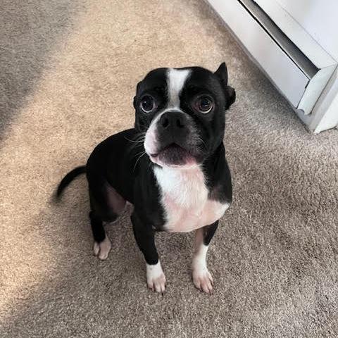 Callie — thumbnail 3