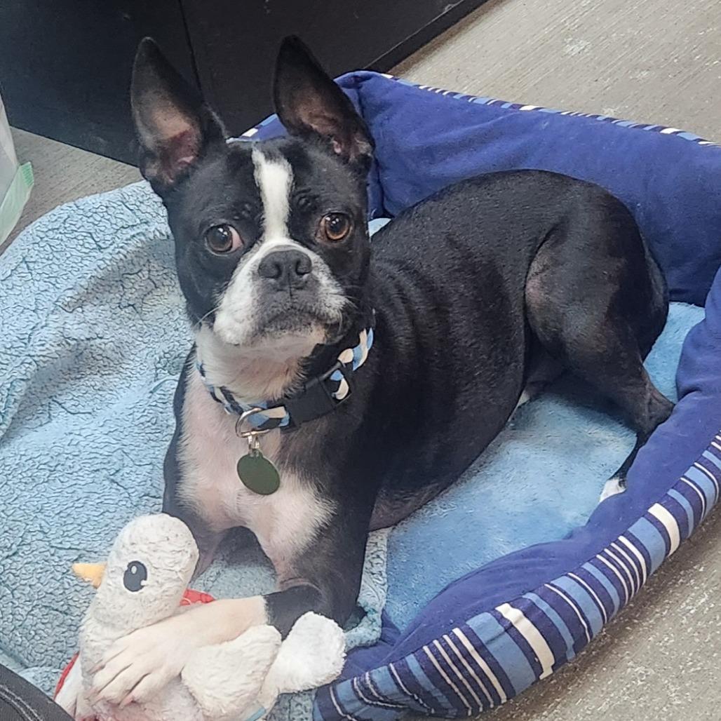 Callie — thumbnail 4