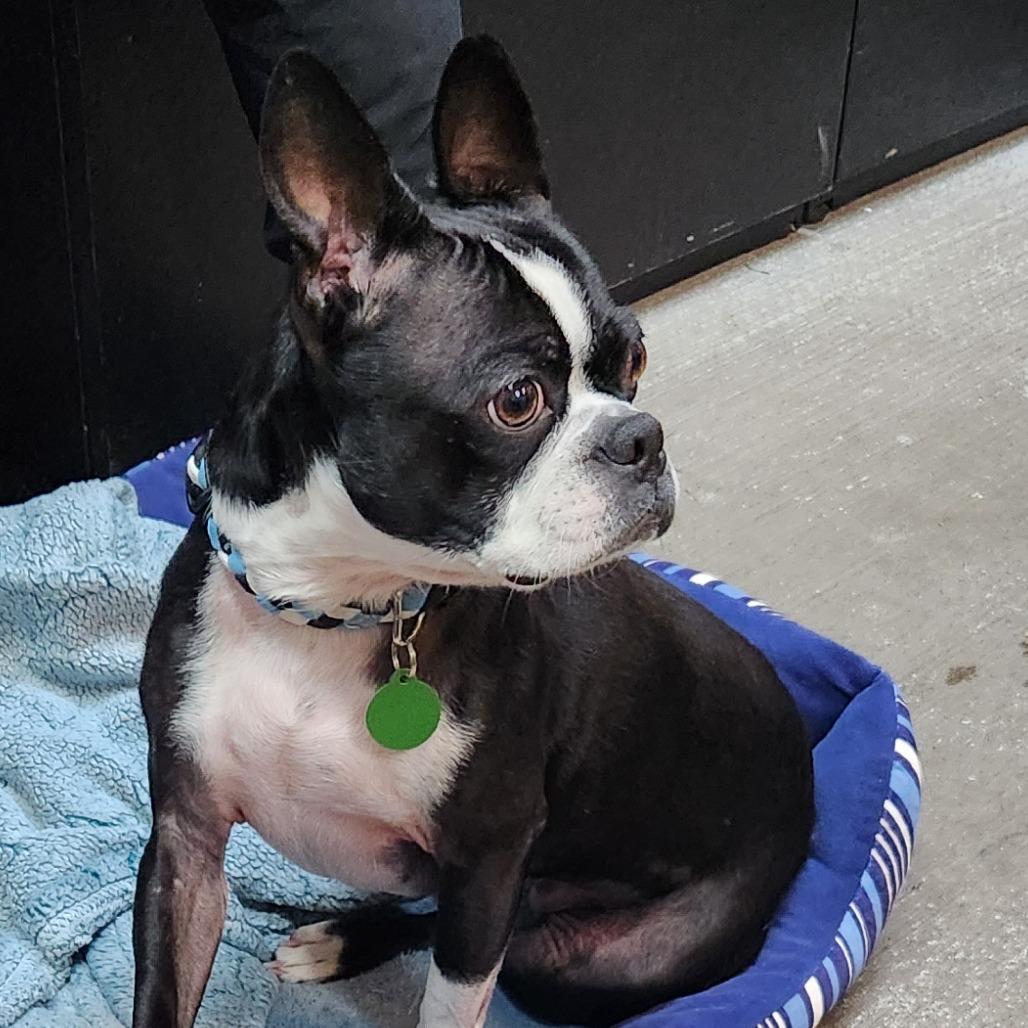 Callie — thumbnail 5