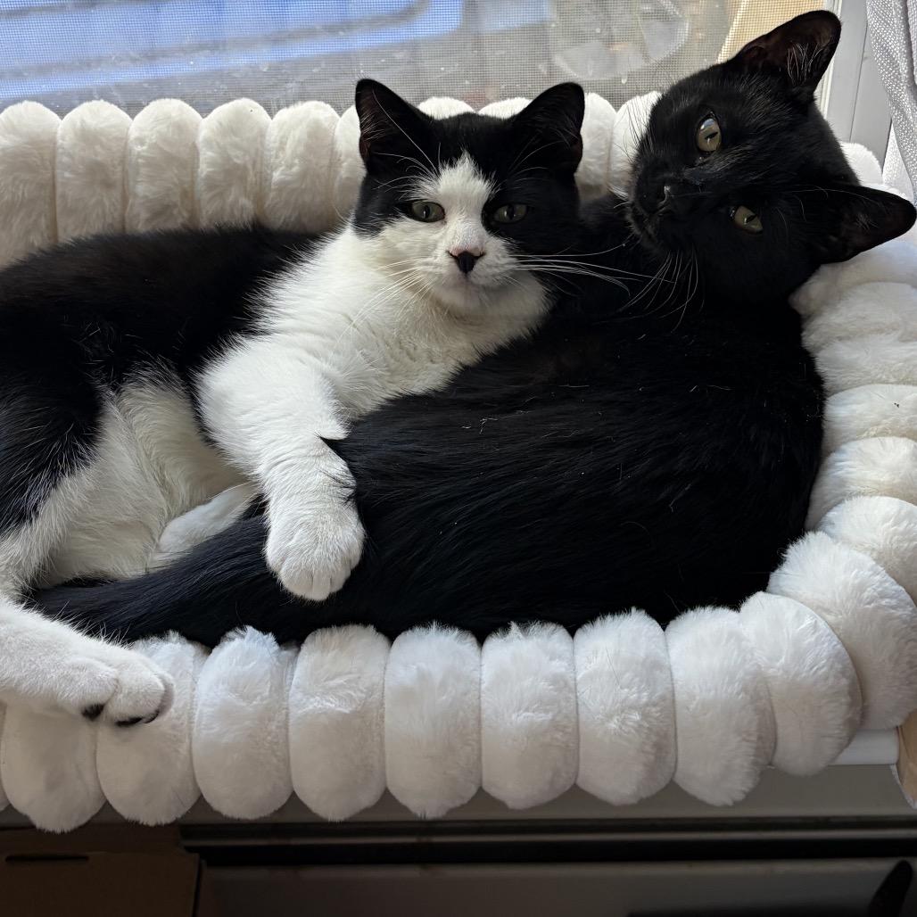 Rad, Adoptable, Young Male Domestic Short Hair.