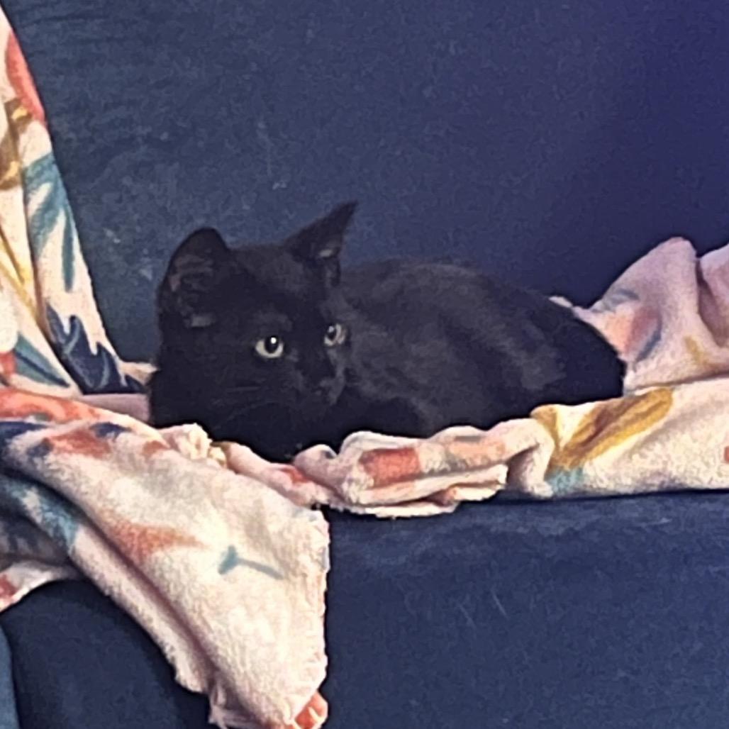 Rad, Adoptable, Young Male Domestic Short Hair.