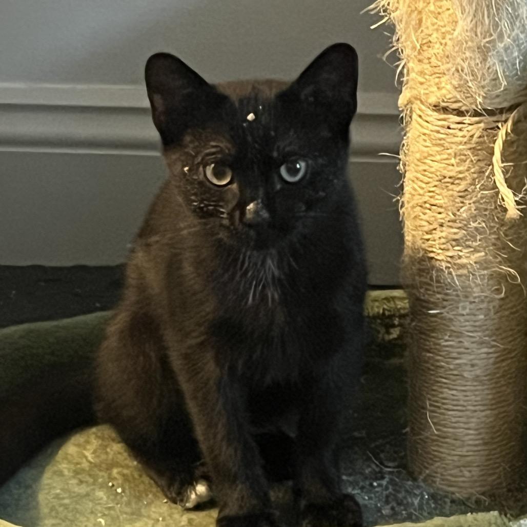 Rad, a Adoptable Domestic Short Hair in Mount Laurel, NJ image 2/2