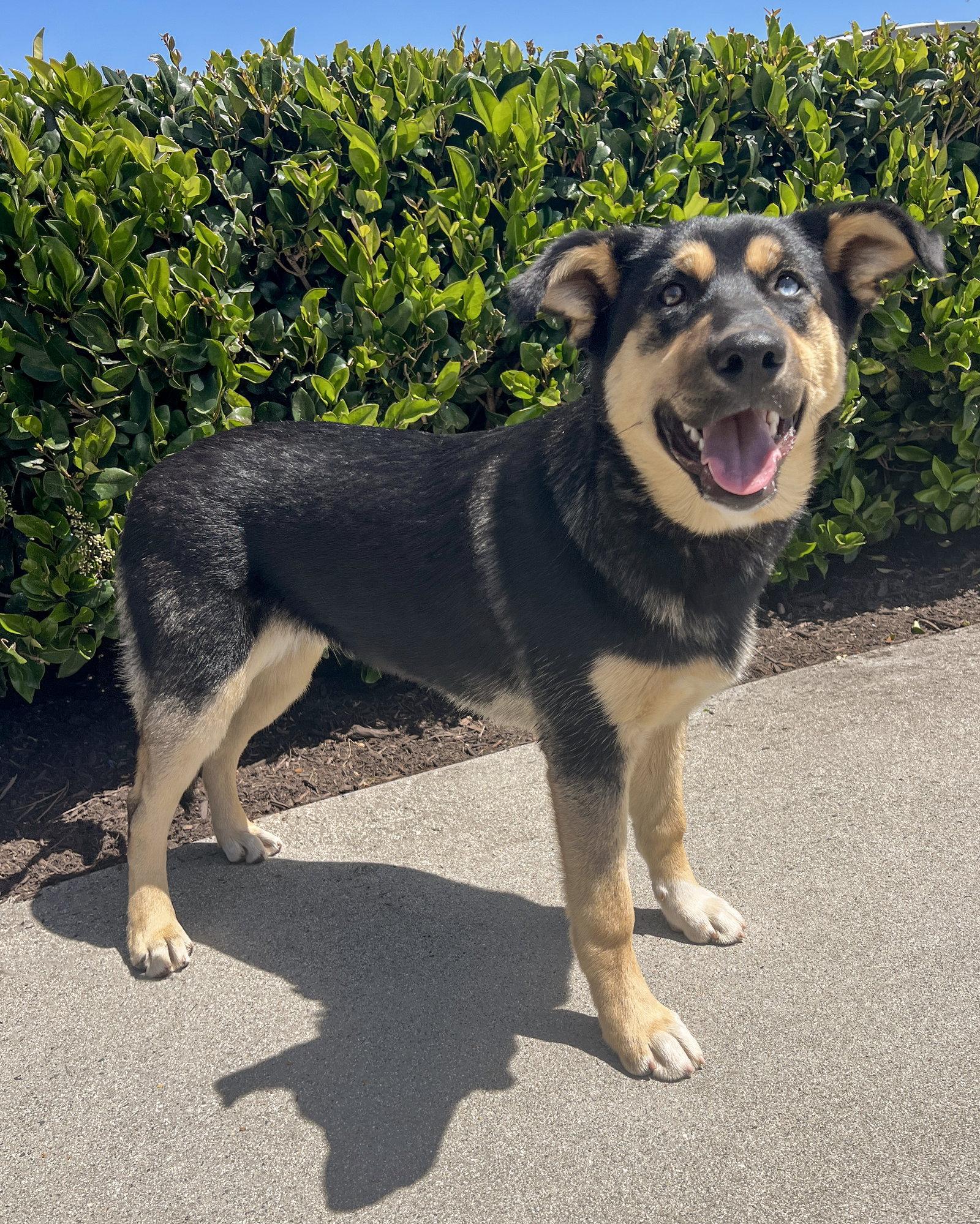Tonks, Adopted, Puppy Female Husky & German Shepherd Dog.
