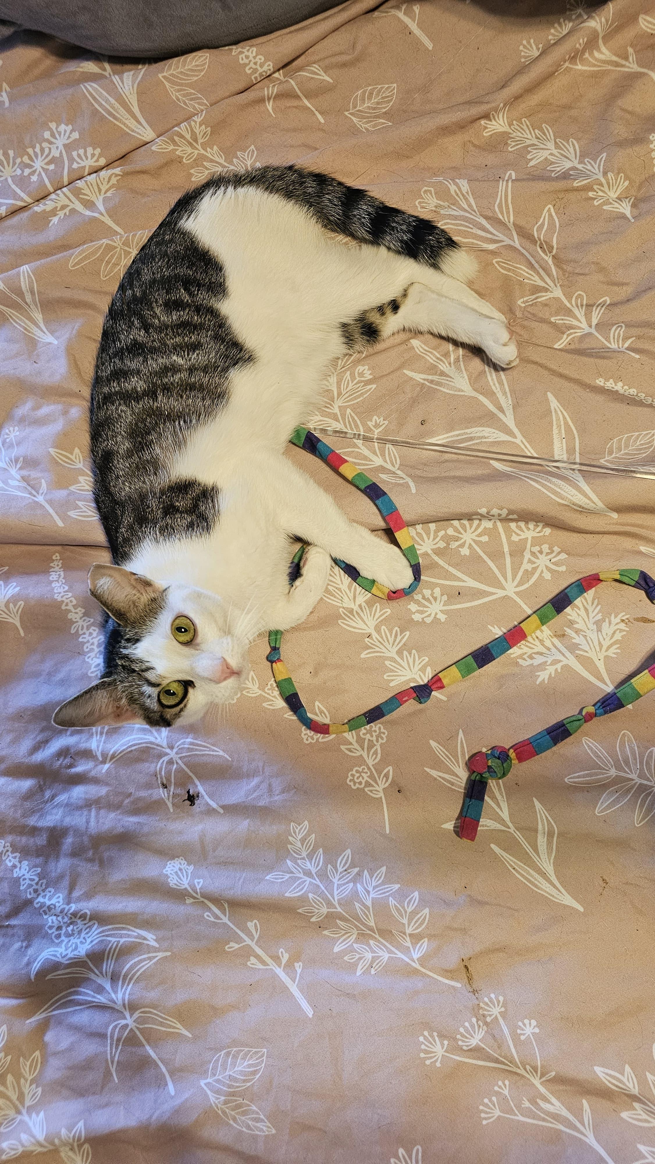 Little Lucy, a Adoptable Domestic Short Hair in Kew Gardens, NY image 6/6