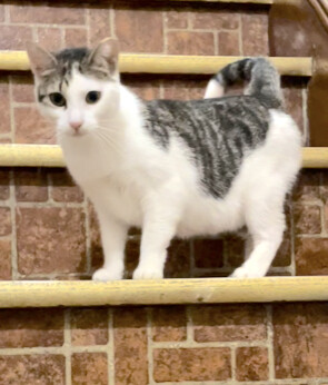 Little Lucy, a Adoptable Domestic Short Hair in Kew Gardens, NY image 1/6