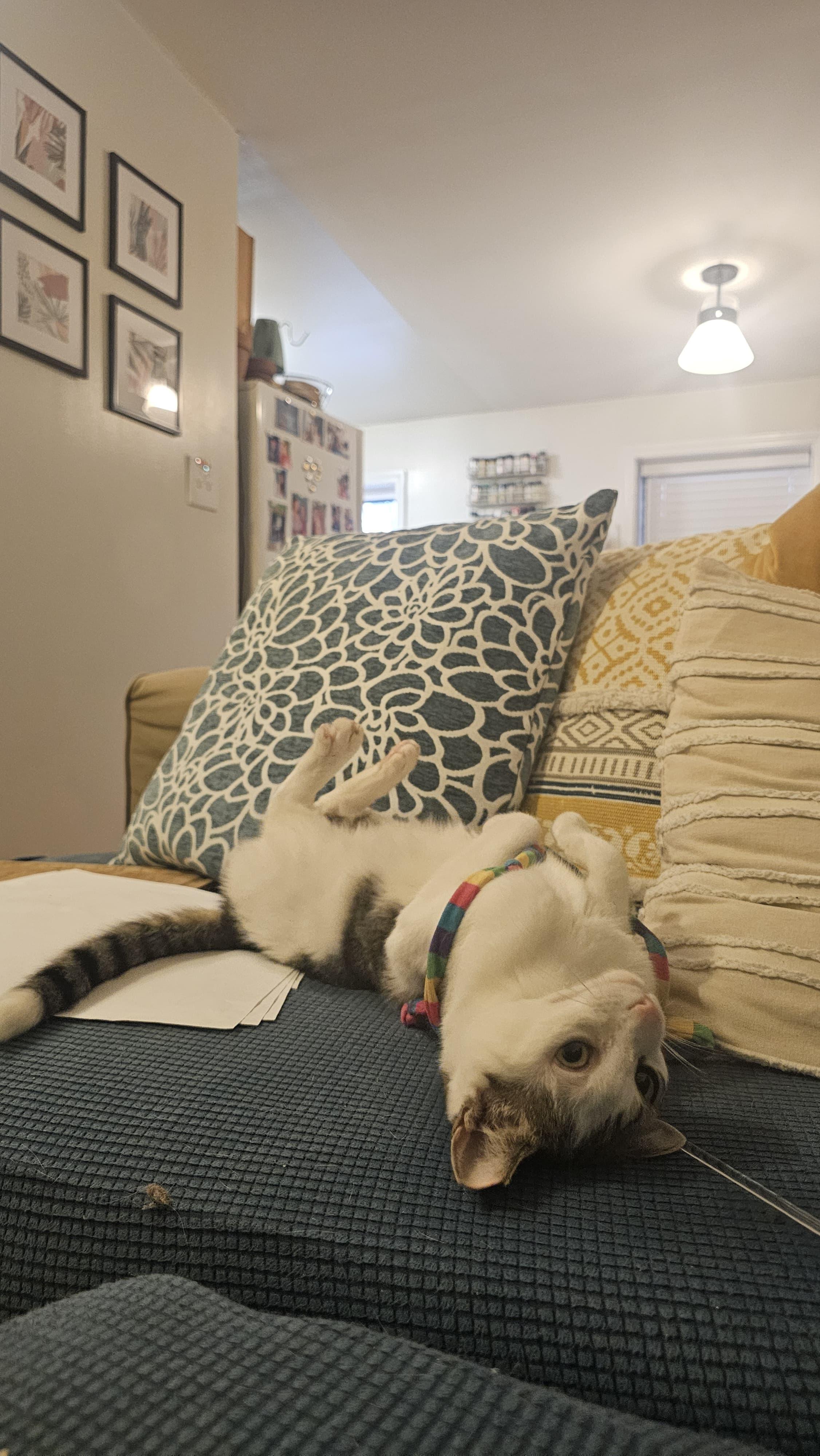 Little Lucy, a Adoptable Domestic Short Hair in Kew Gardens, NY image 3/6