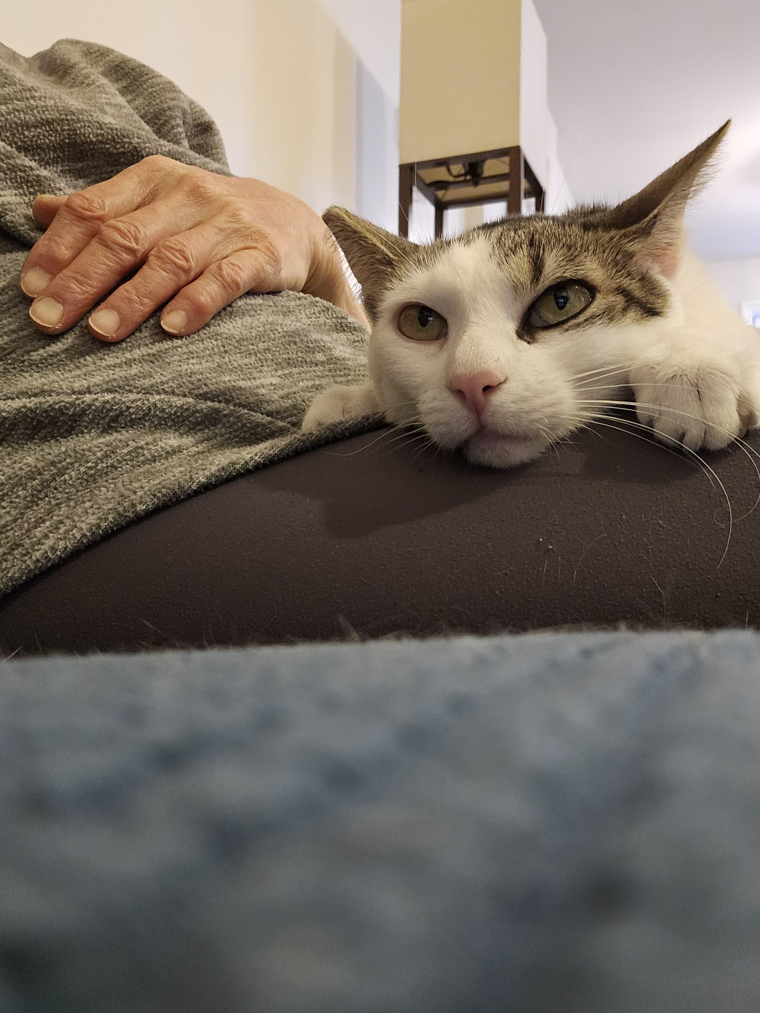 Little Lucy, a Adoptable Domestic Short Hair in Kew Gardens, NY image 2/6