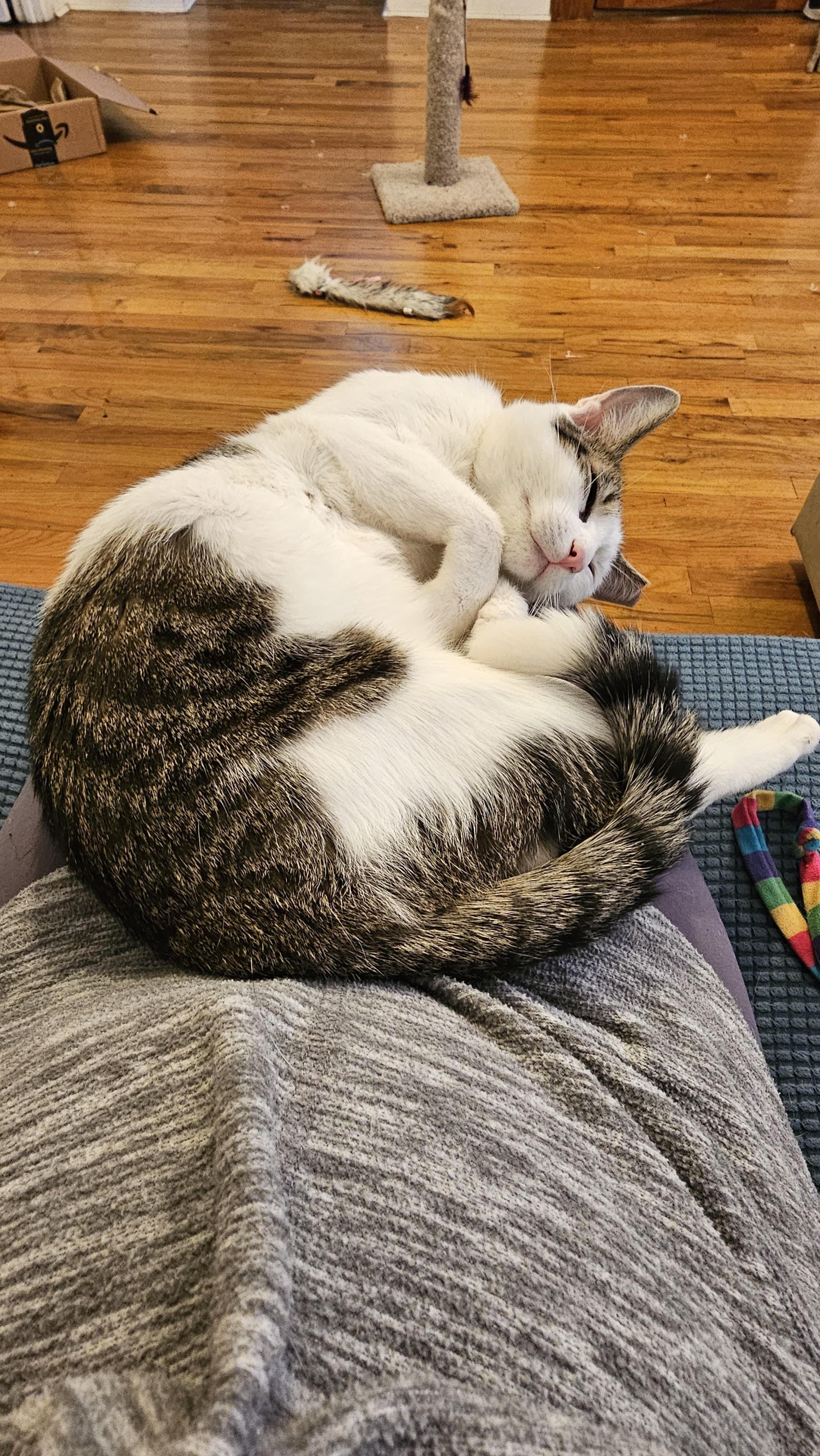 Little Lucy, a Adoptable Domestic Short Hair in Kew Gardens, NY image 5/6