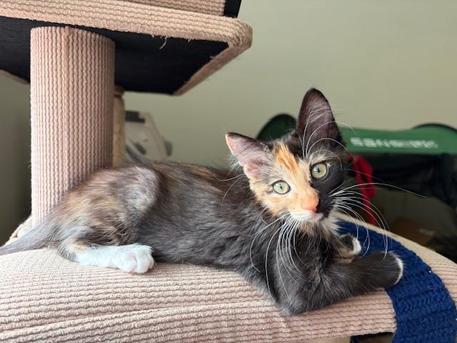 Enlarge Nori, a ADOPTABLE Calico in Mesa, AZ image 1/4