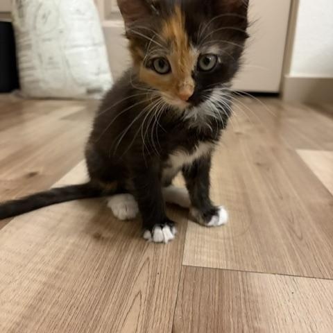 Enlarge Nori, a ADOPTABLE Calico in Mesa, AZ image 2/4