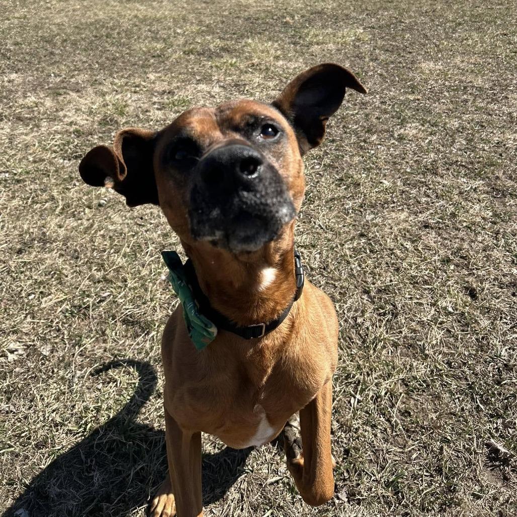 Enlarge Stanley, a Adoptable mixed breed in Spring Hill, KS image 1/6