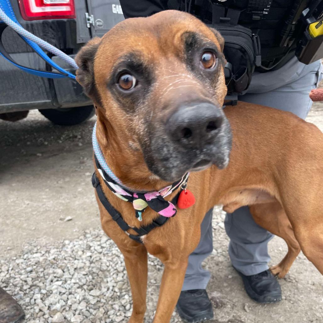 Enlarge Stanley, a Adoptable mixed breed in Spring Hill, KS image 2/6