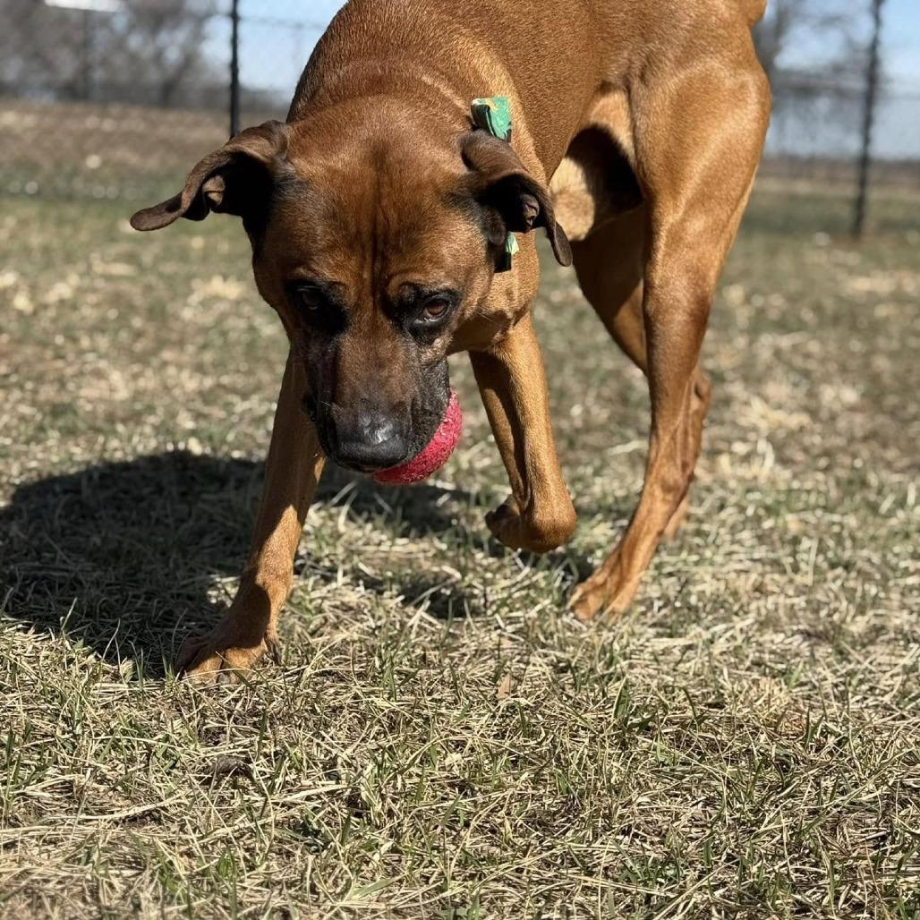 Enlarge Stanley, a Adoptable mixed breed in Spring Hill, KS image 3/6