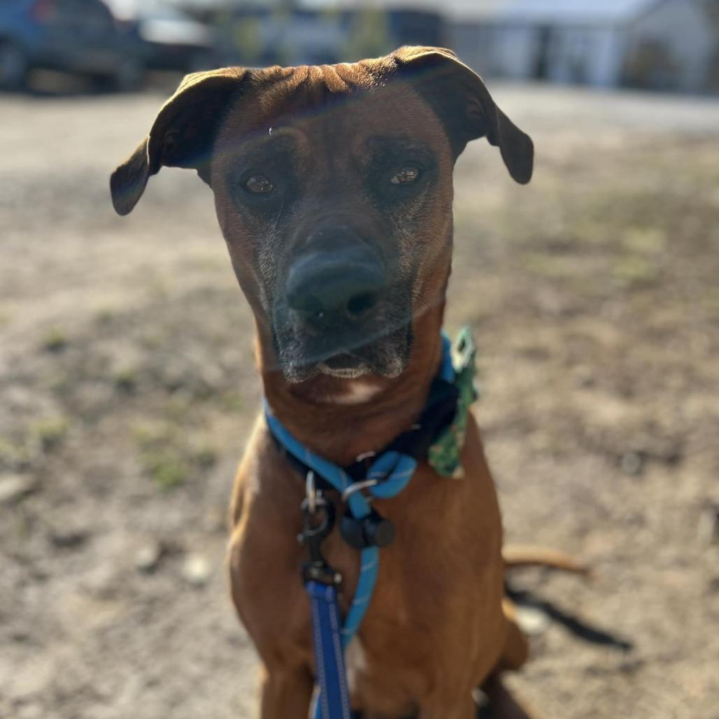 Enlarge Stanley, a Adoptable mixed breed in Spring Hill, KS image 4/6