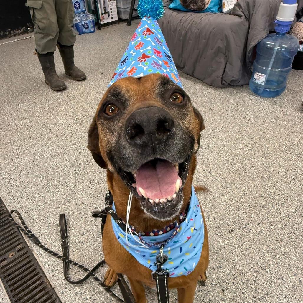 Enlarge Stanley, a Adoptable mixed breed in Spring Hill, KS image 5/6