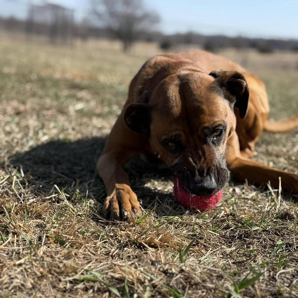 Enlarge Stanley, a Adoptable mixed breed in Spring Hill, KS image 6/6