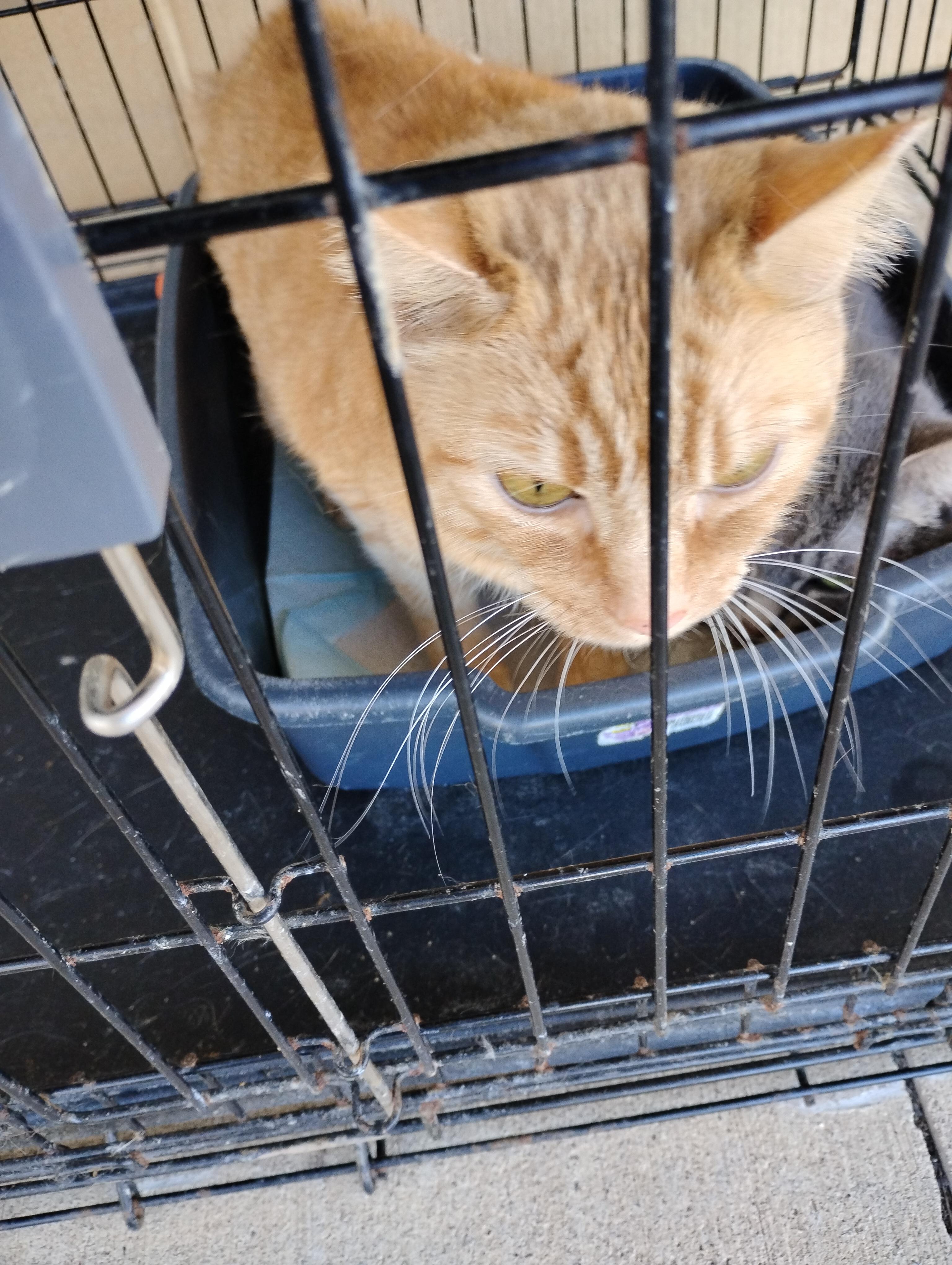 Enlarge Olive, a ADOPTABLE Domestic Short Hair in Glenville, WV image 2/2