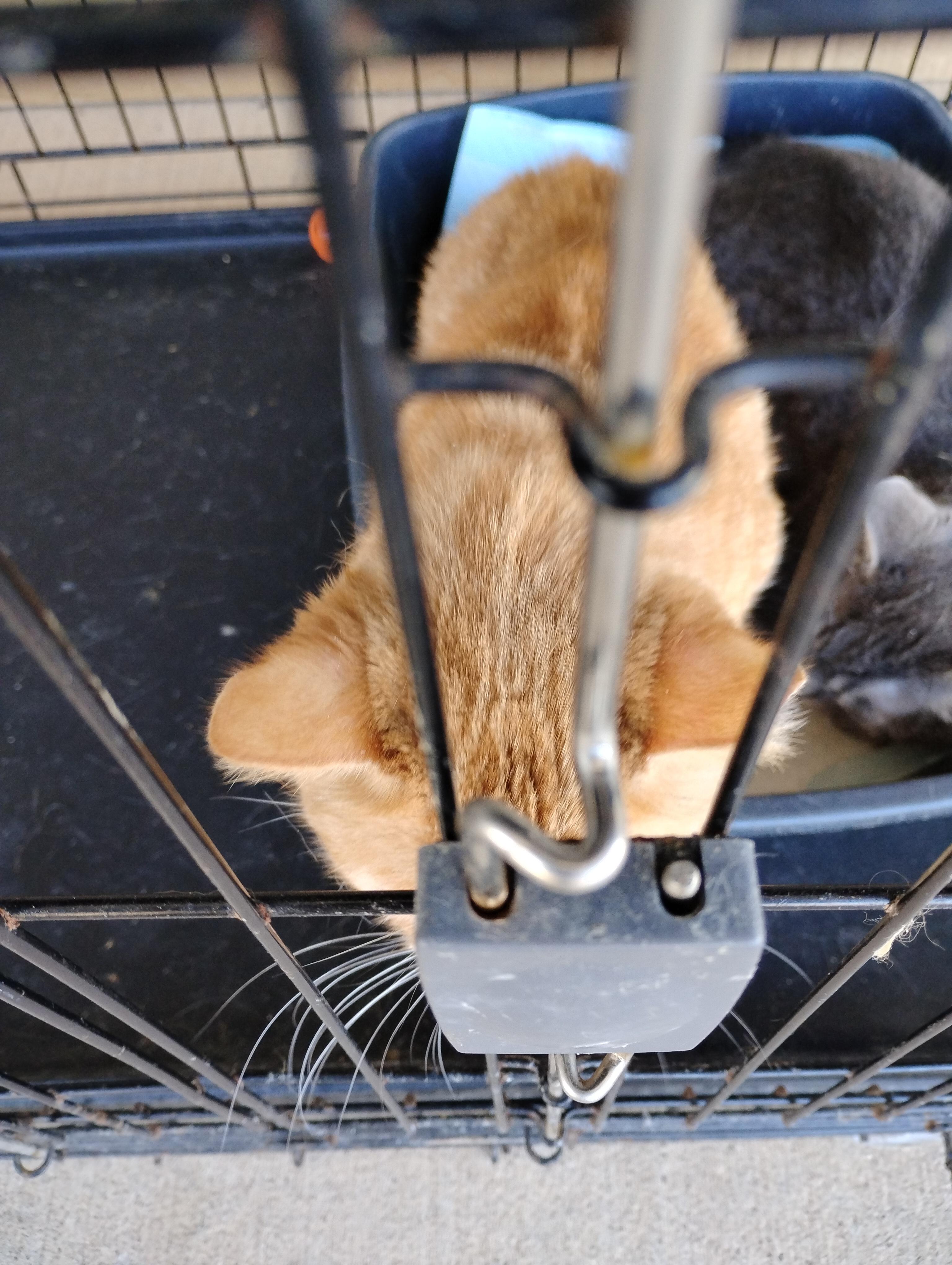 Enlarge Olive, a ADOPTABLE Domestic Short Hair in Glenville, WV image 1/2