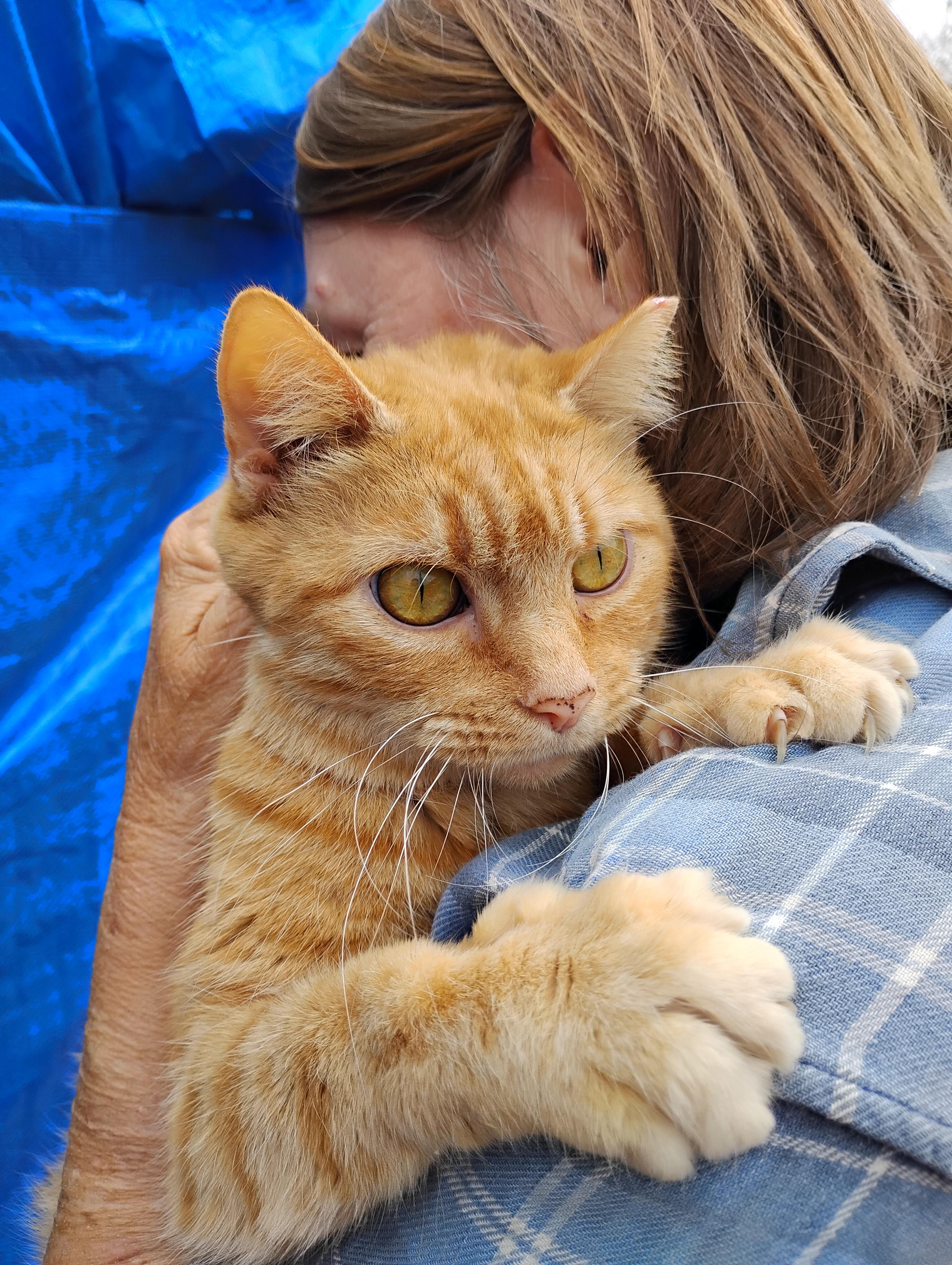 Enlarge Olive, a ADOPTABLE Domestic Short Hair in Glenville, WV image 1/1