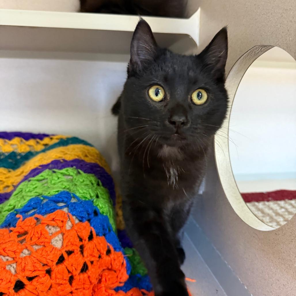 Enlarge Chaucer, a Adoptable Domestic Short Hair in Pagosa Springs, CO image 1/1