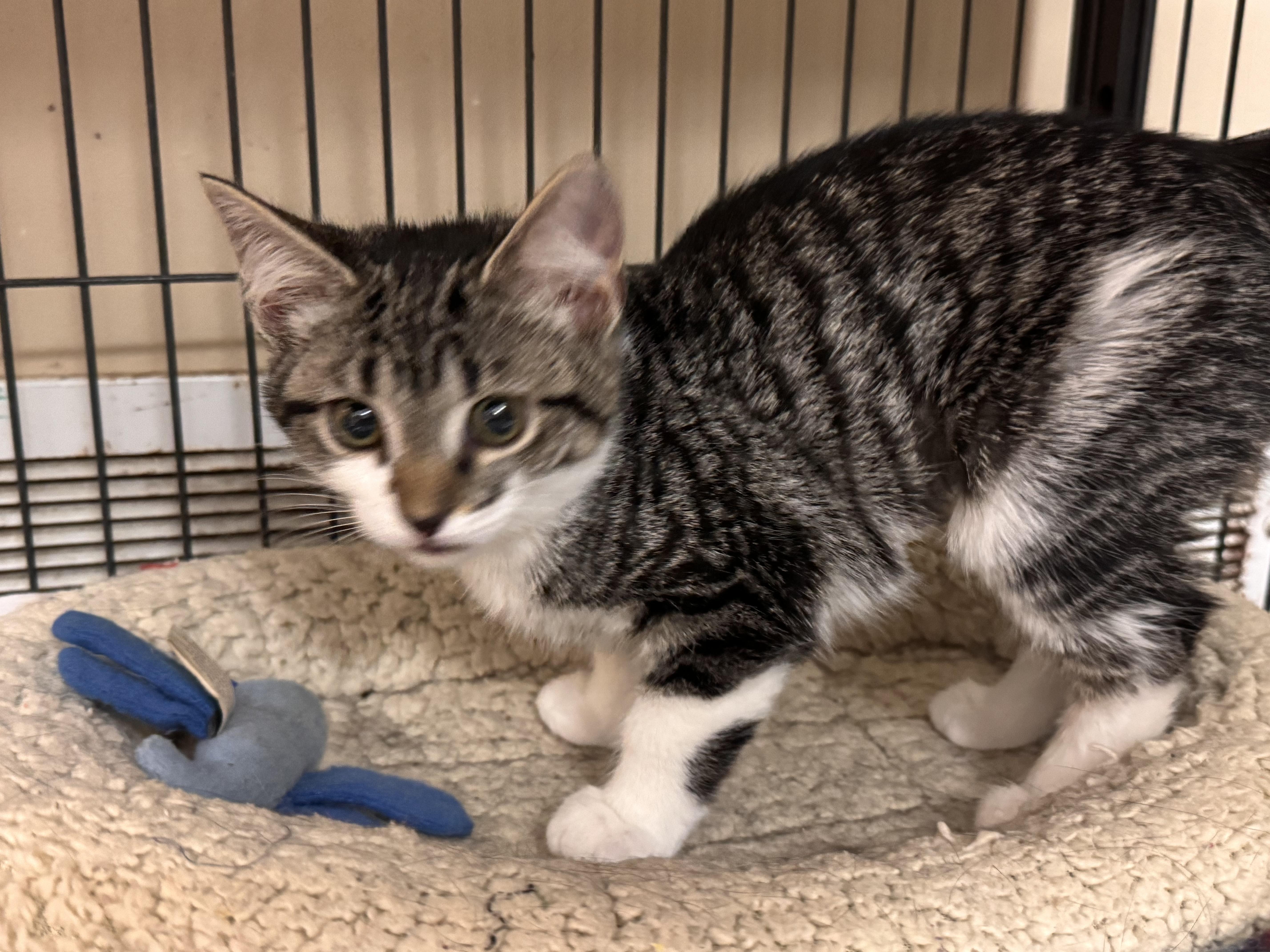 Terra, ADOPTABLE, Kitten Female Domestic Short Hair.