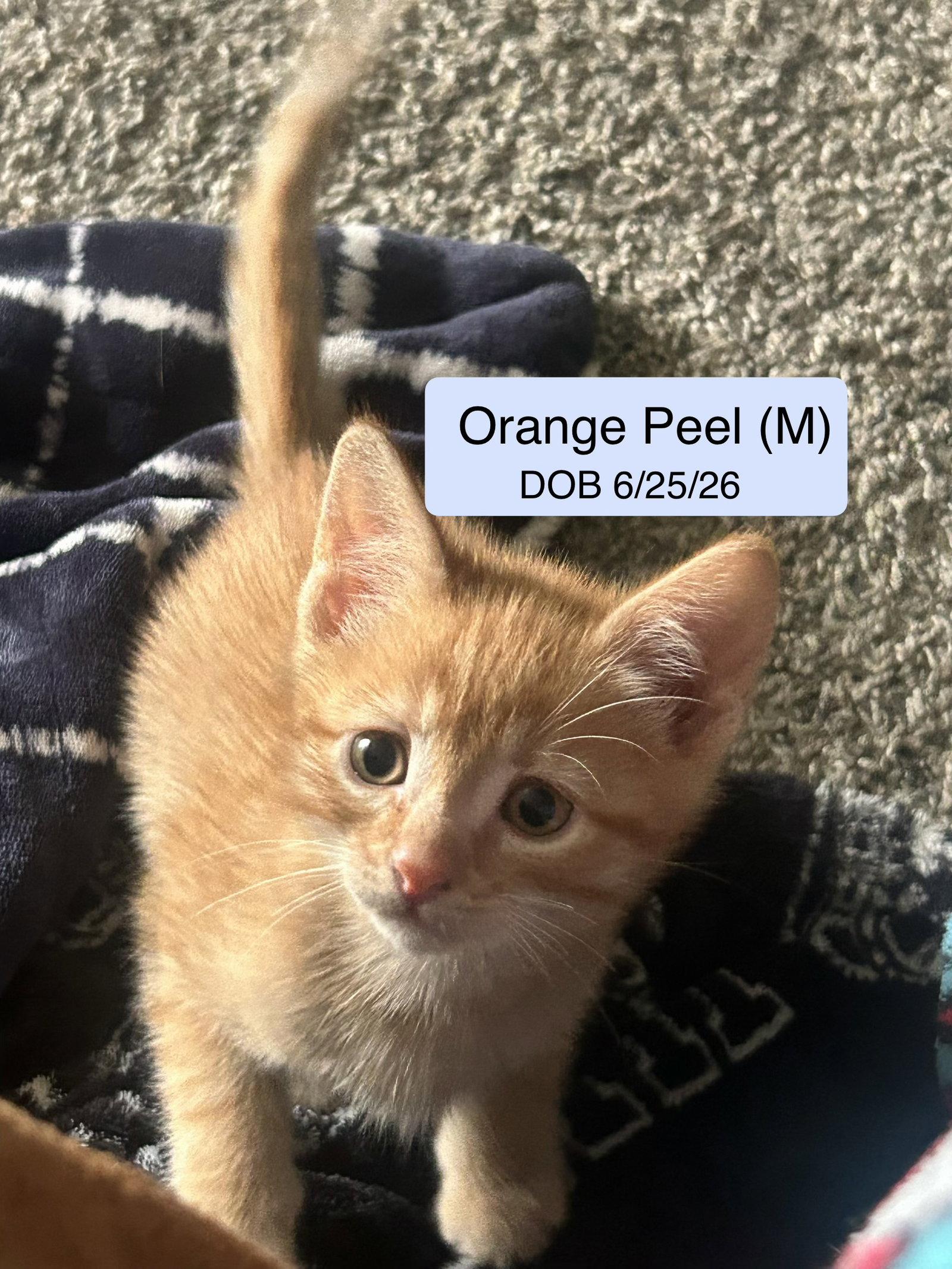 Enlarge Orange Peel, a Adopted mixed breed in Vacaville, CA image 1/1
