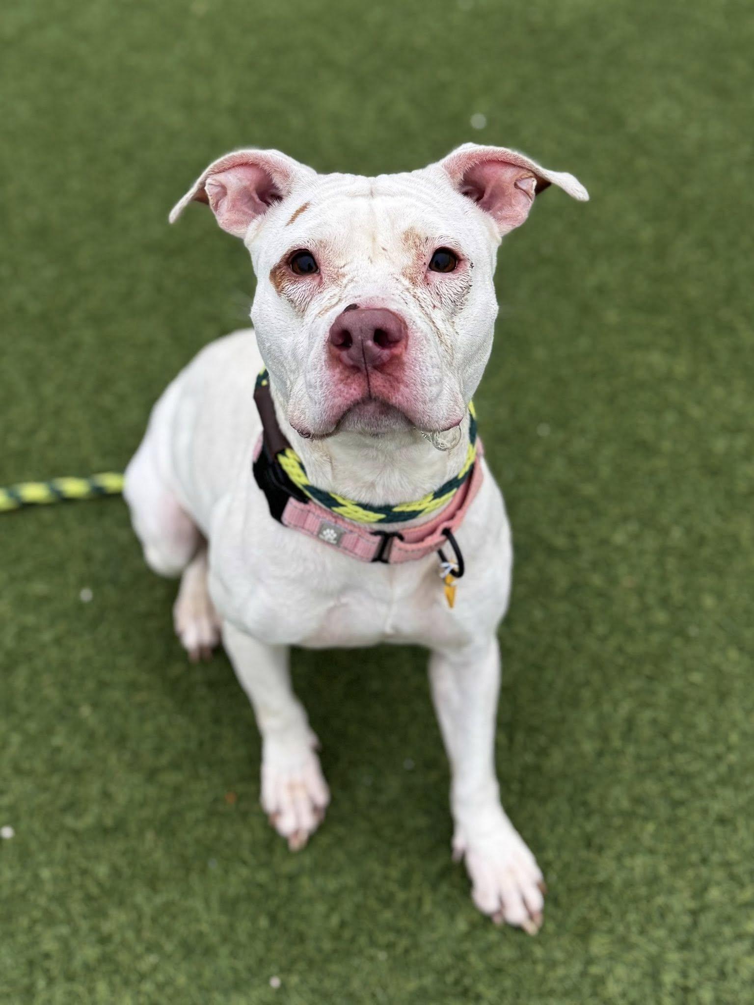 Enlarge Gladys, an adoptable mixed breed in Cleveland, OH image 2/6