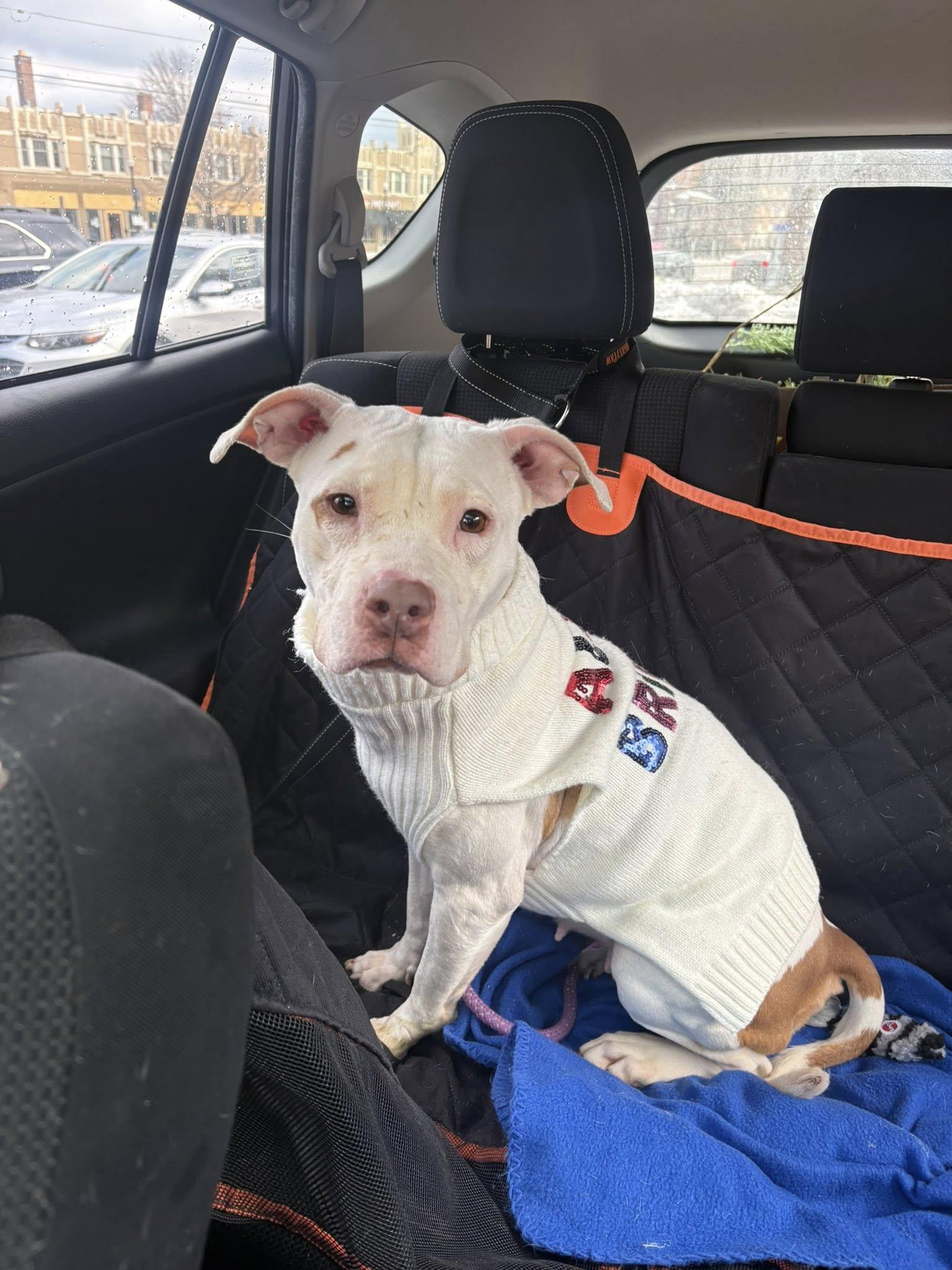 Enlarge Gladys, an adoptable mixed breed in Cleveland, OH image 3/6