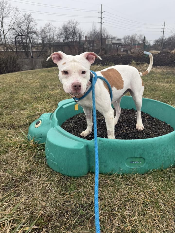 Enlarge Gladys, an adoptable mixed breed in Cleveland, OH image 5/6