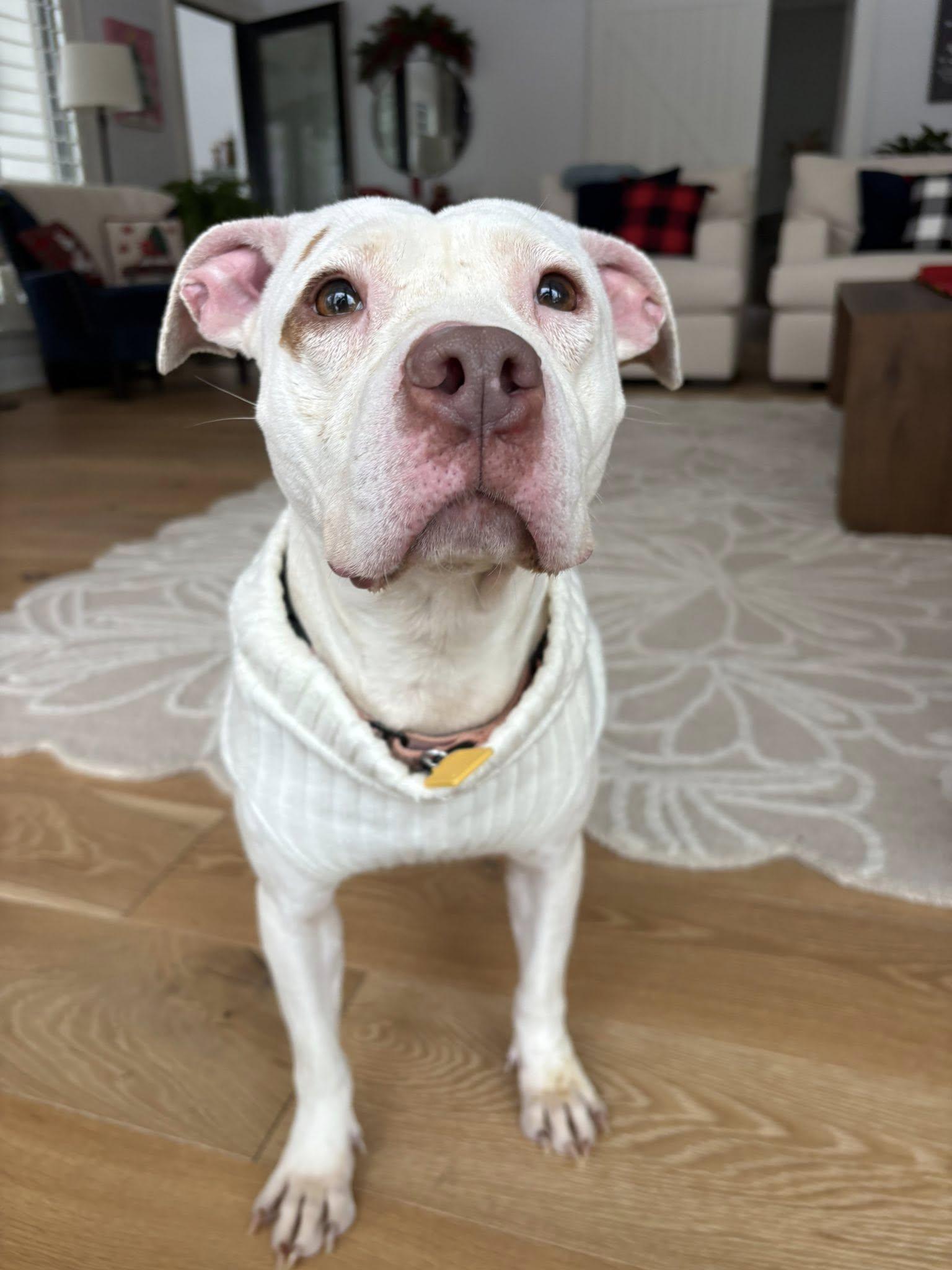 Gladys, adoptable, Adult Female Pit Bull Terrier.