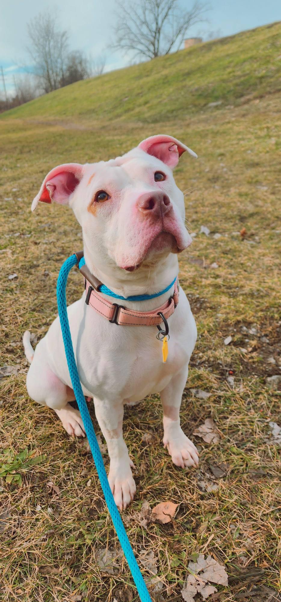 Enlarge Gladys, an adoptable mixed breed in Cleveland, OH image 4/6