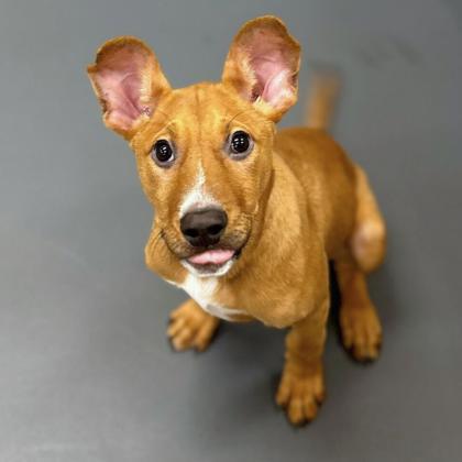 Kory, Adoptable, Puppy Male Mixed Breed & Mixed Breed.